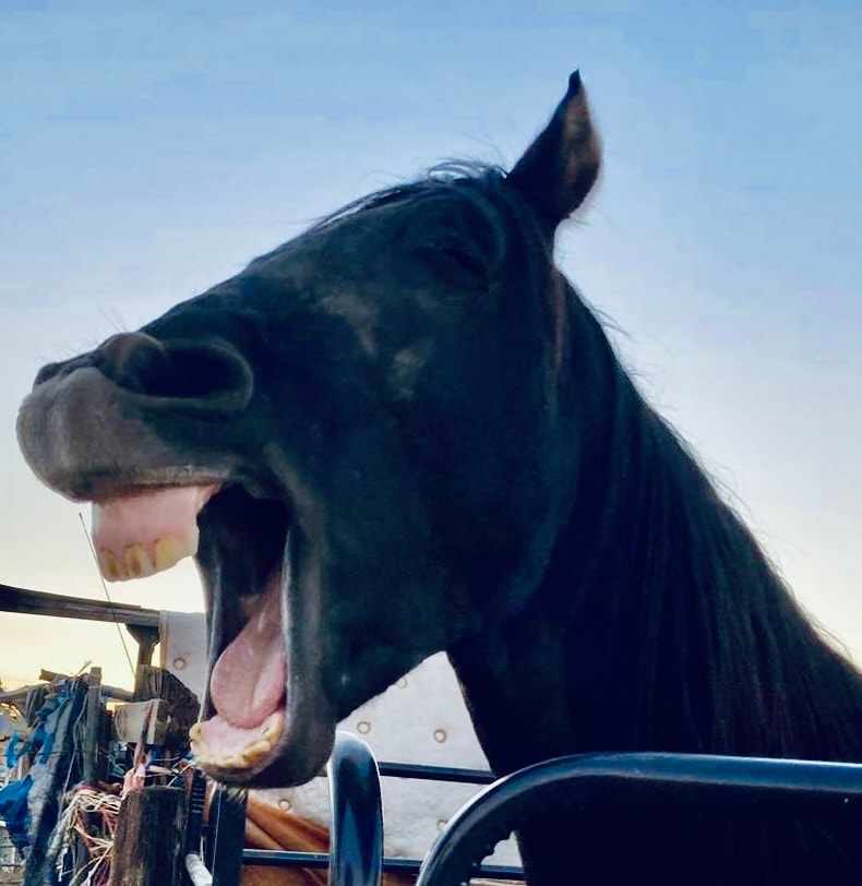 A rescued horse thriving after rehabilitation at Road Apple Acres