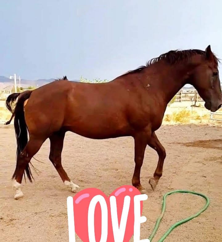 A beautiful rescued horse available for sponsorship at Road Apple Acres