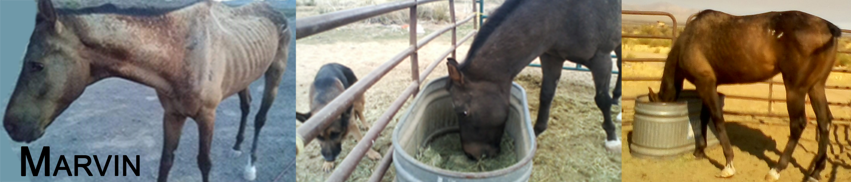 Road Apple Acres horse rescue ranch