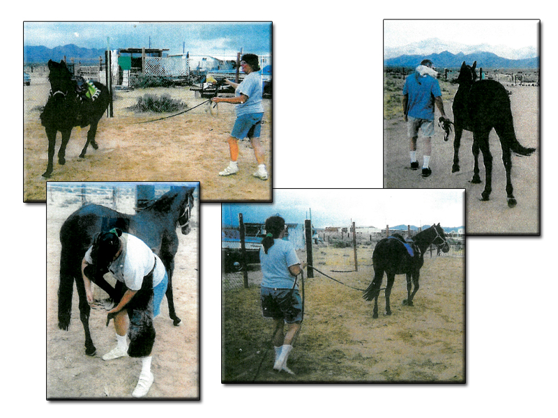 Road Apple Acres horse rescue ranch