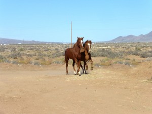 Ranch life photo 1