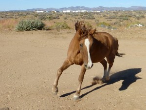 Ranch life photo 8